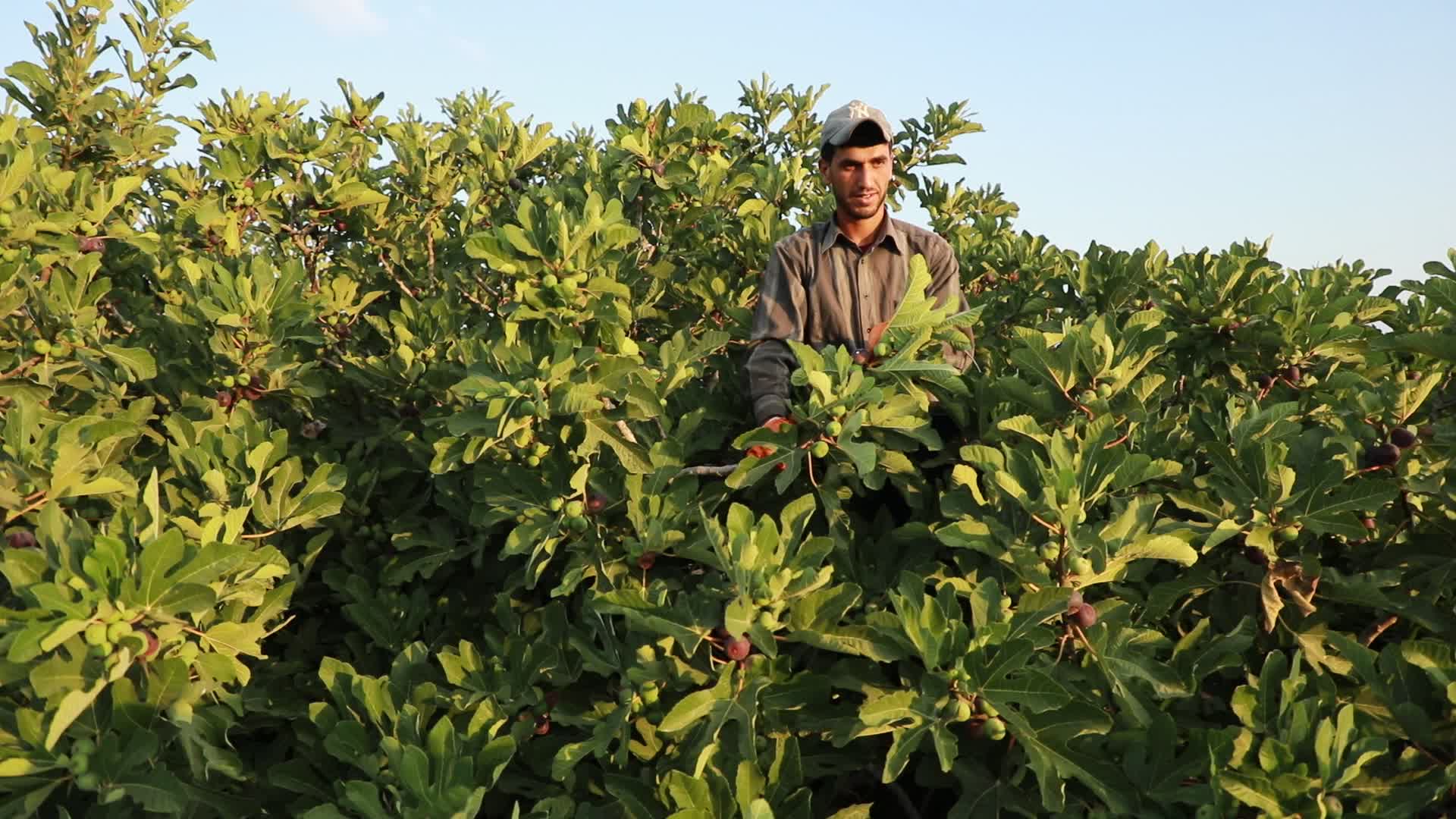 Fig tree harvesting in Gaza, Palestine