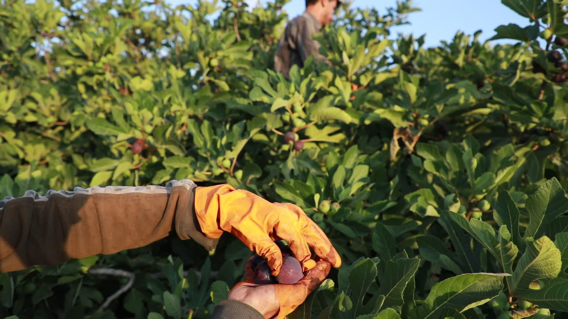 Fig tree harvesting in Gaza, Palestine