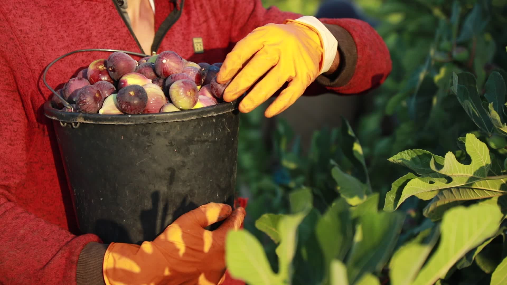 Fig tree harvesting in Gaza, Palestine