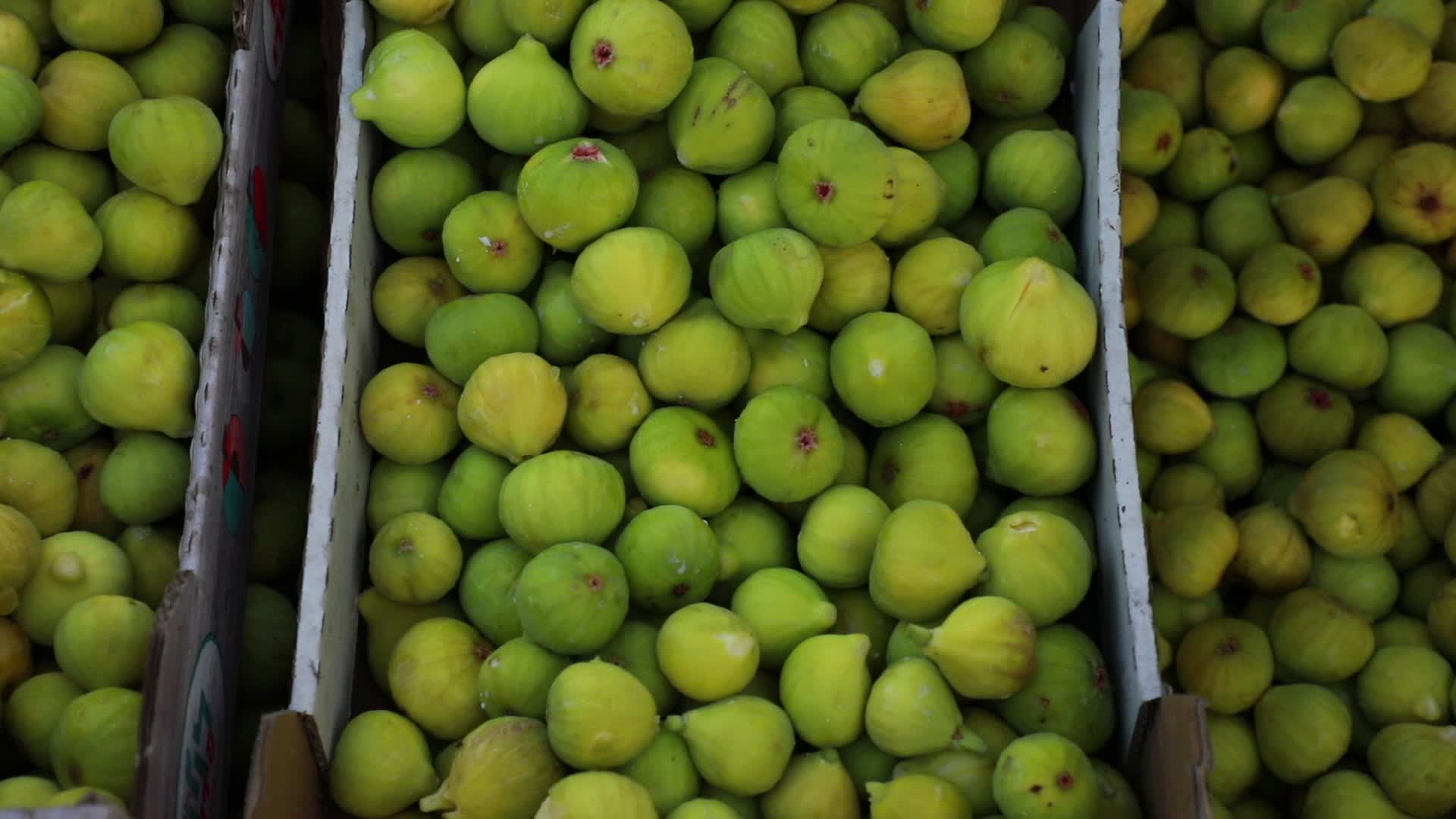 Fig tree harvesting in Gaza, Palestine