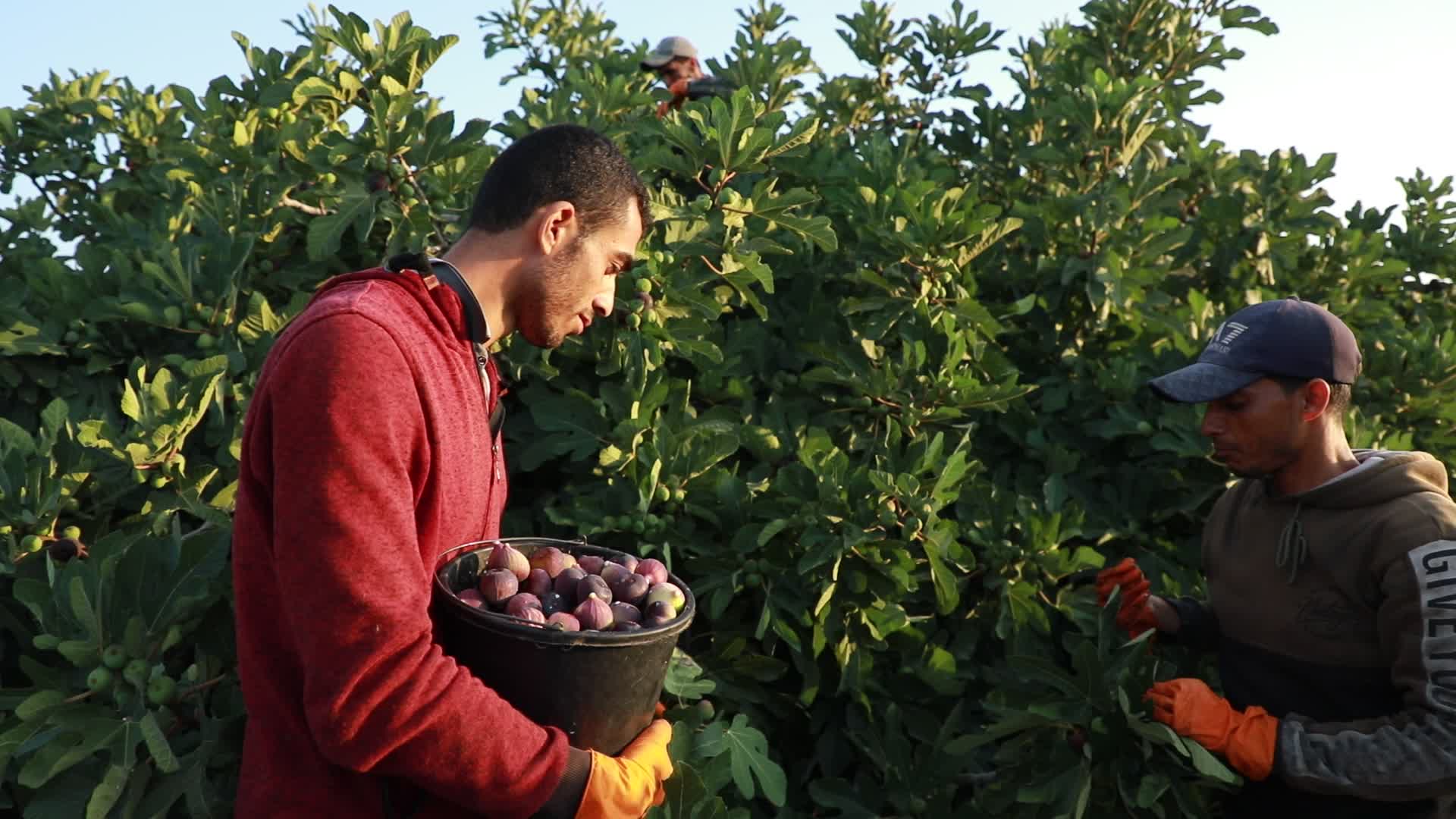 Fig tree harvesting in Gaza, Palestine