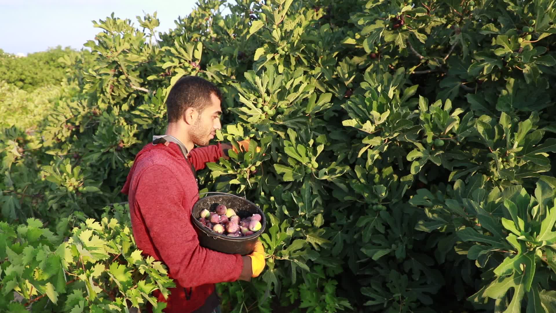 Fig tree harvesting in Gaza, Palestine