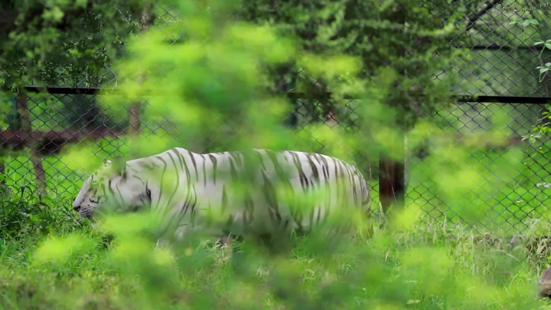International Tiger Day in Jaipur