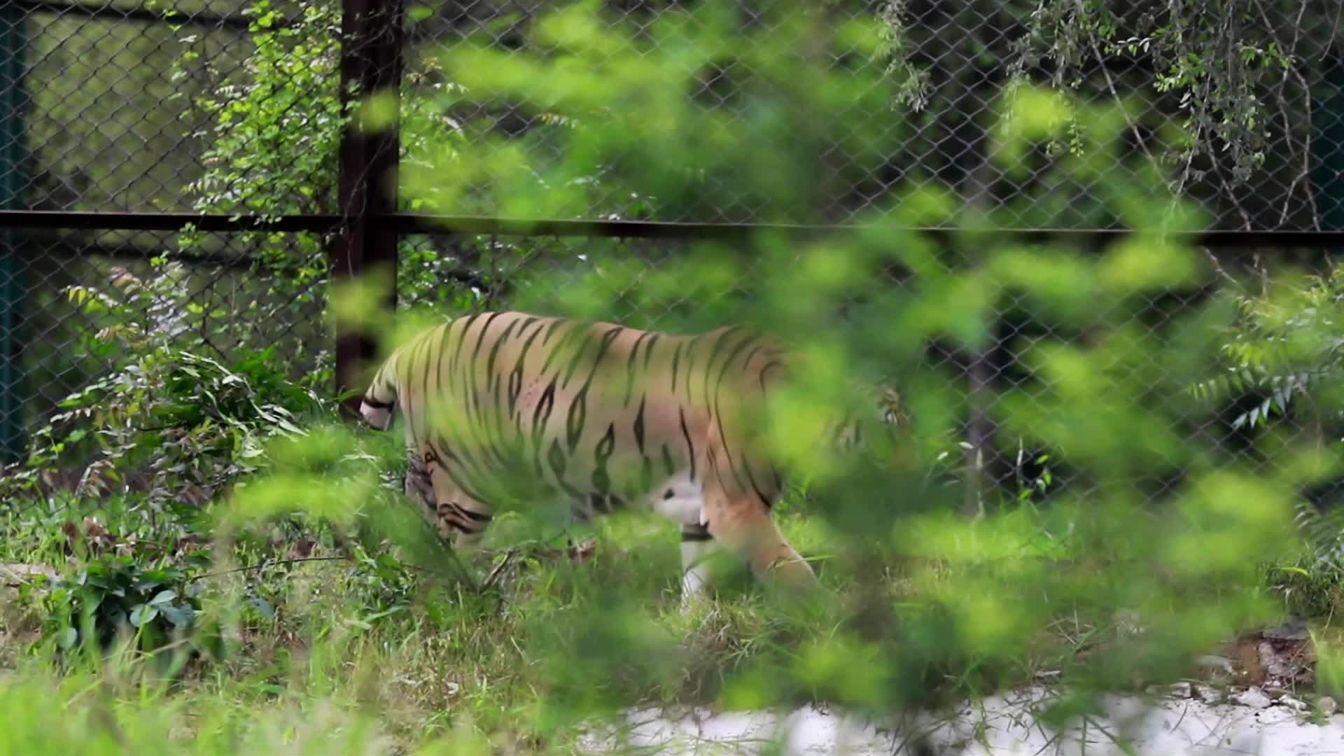 International Tiger Day in Jaipur