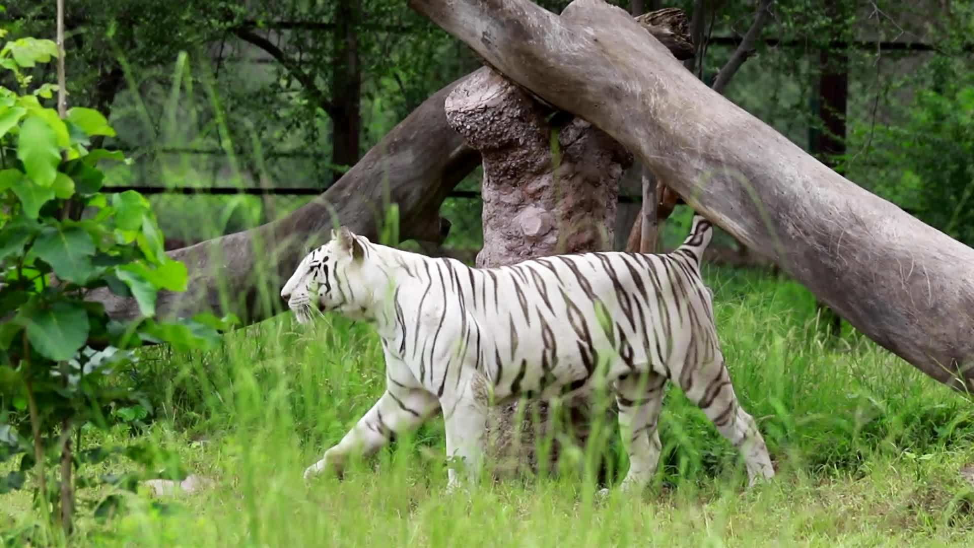 International Tiger Day in Jaipur