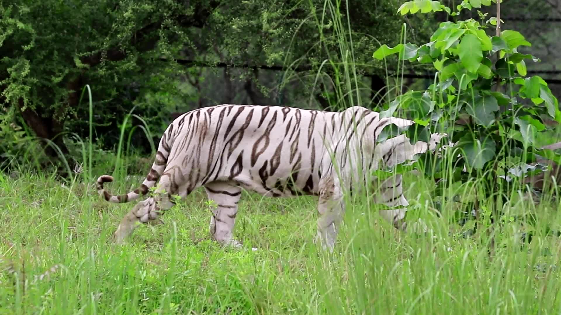 International Tiger Day in Jaipur