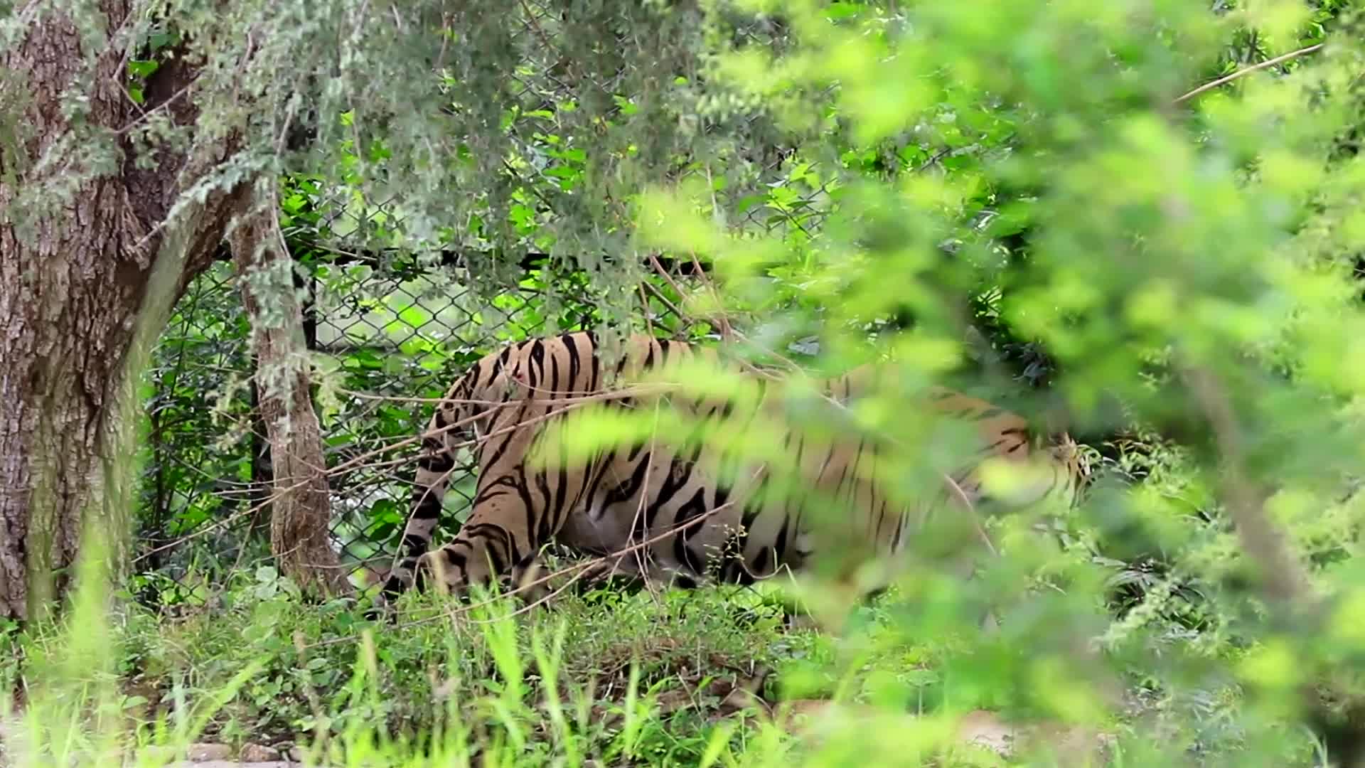 International Tiger Day in Jaipur