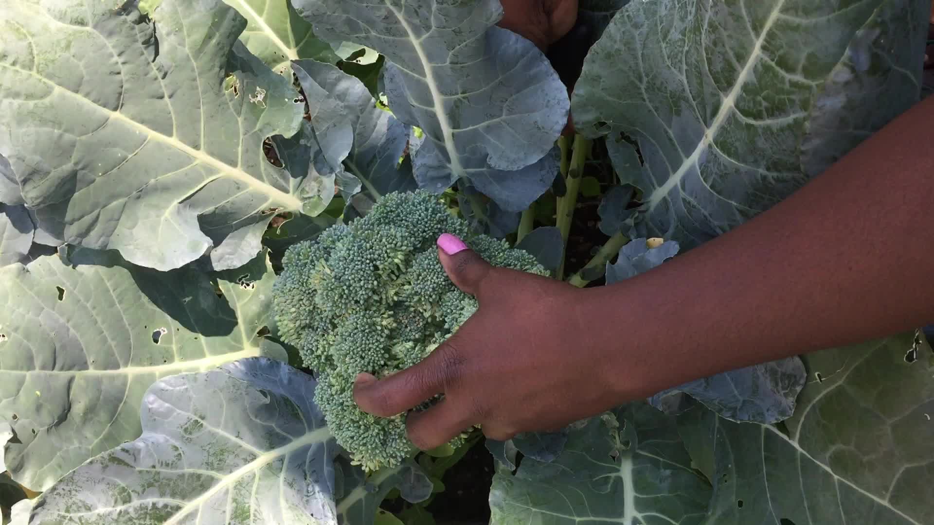 Agriculture in Canada