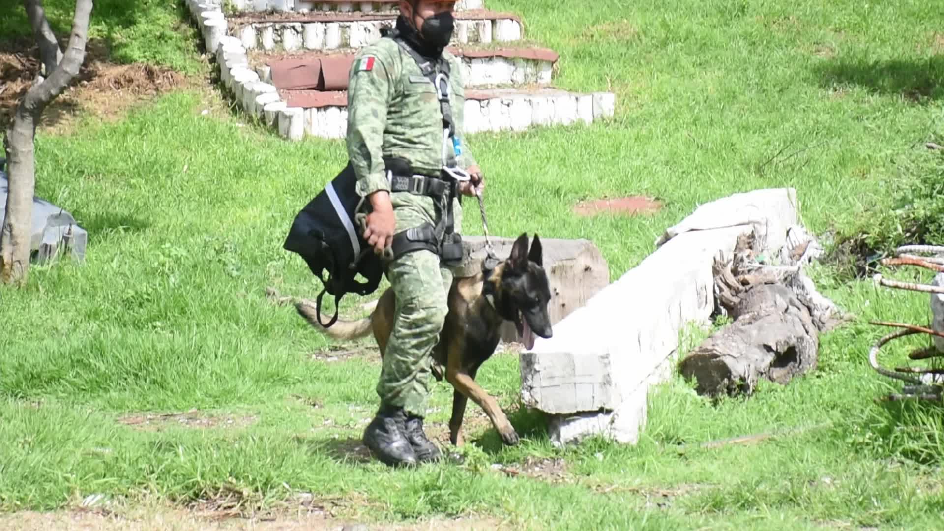 Canine Training For Search And Rescue Of The Mexican Army