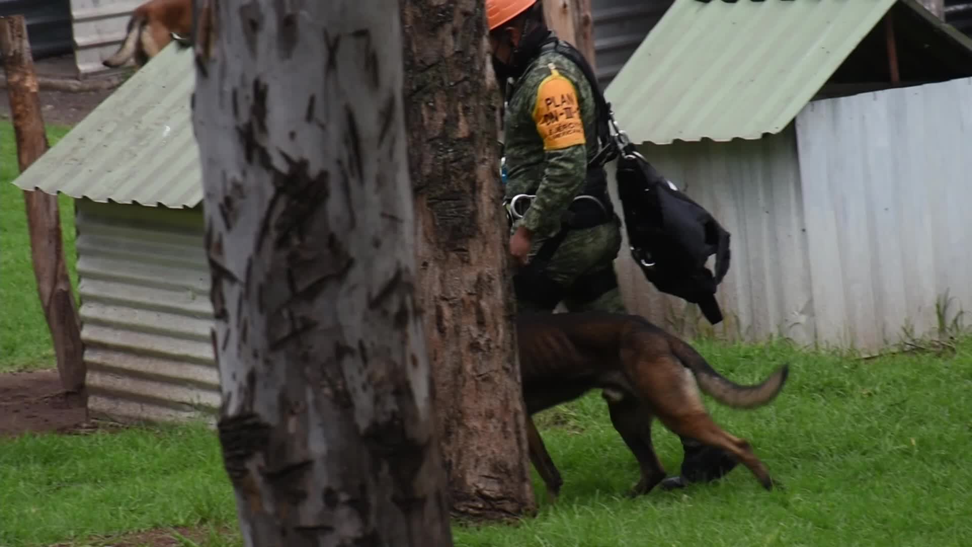 Canine Training For Search And Rescue Of The Mexican Army