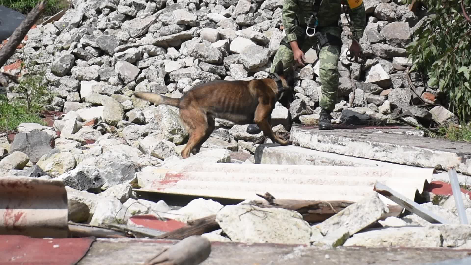 Canine Training For Search And Rescue Of The Mexican Army