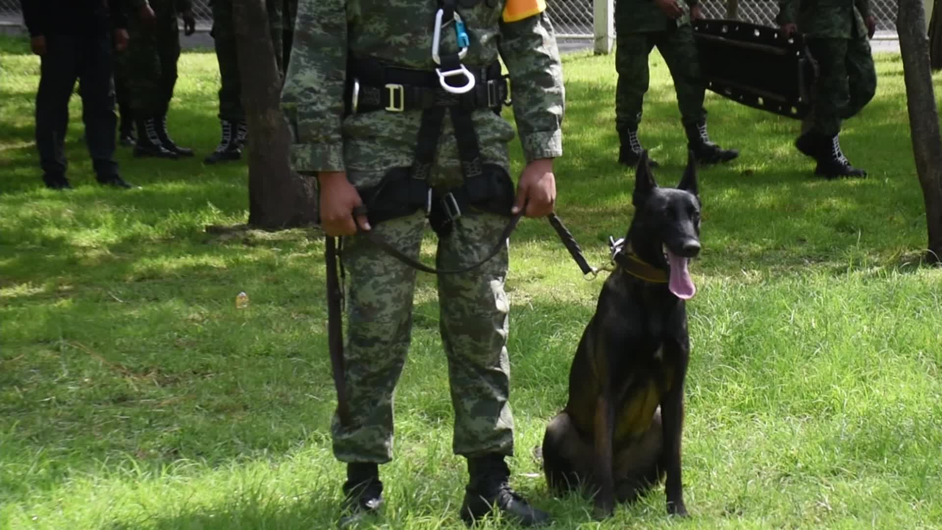 Canine Training For Search And Rescue Of The Mexican Army