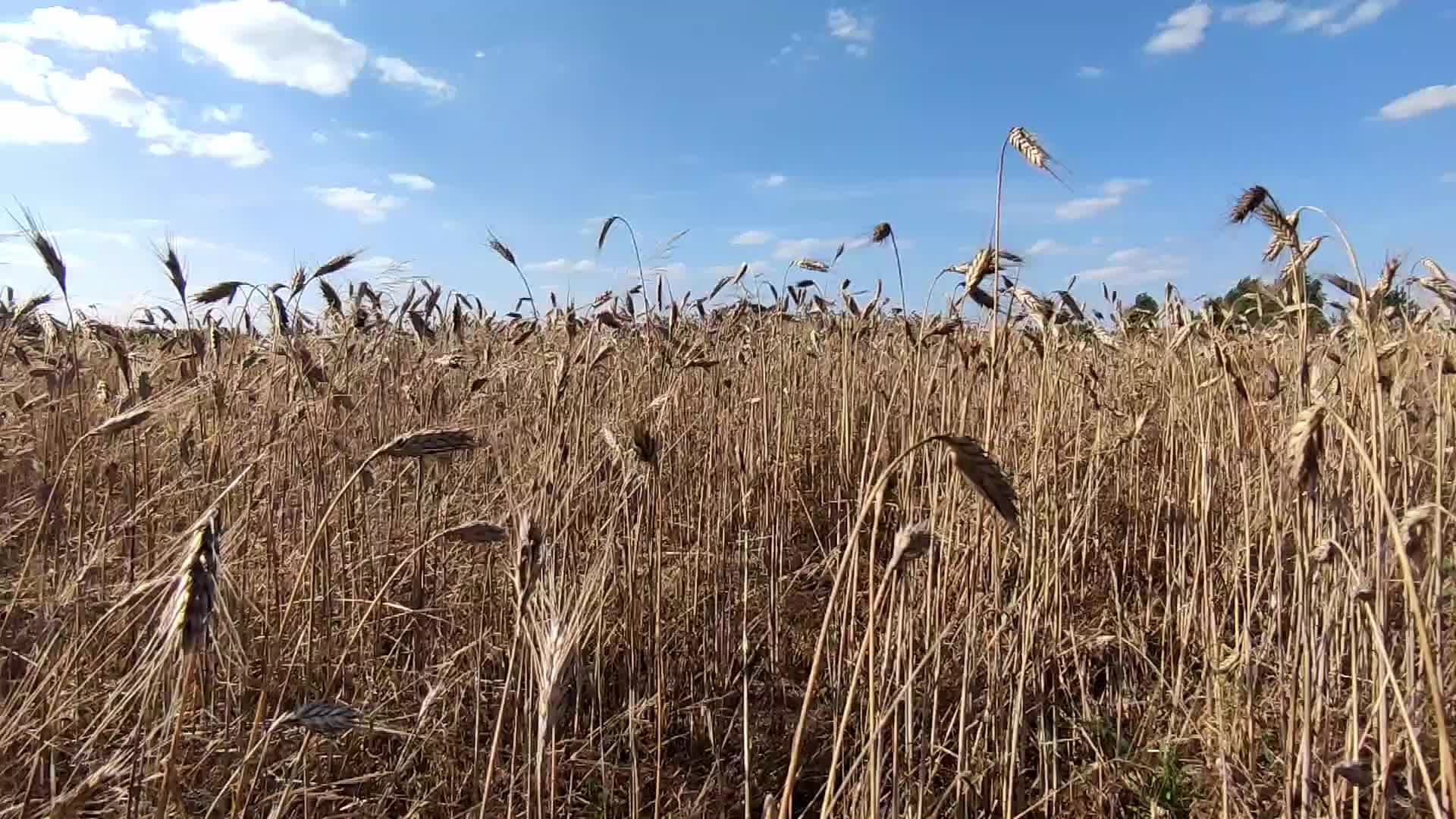 Daily life in Poland