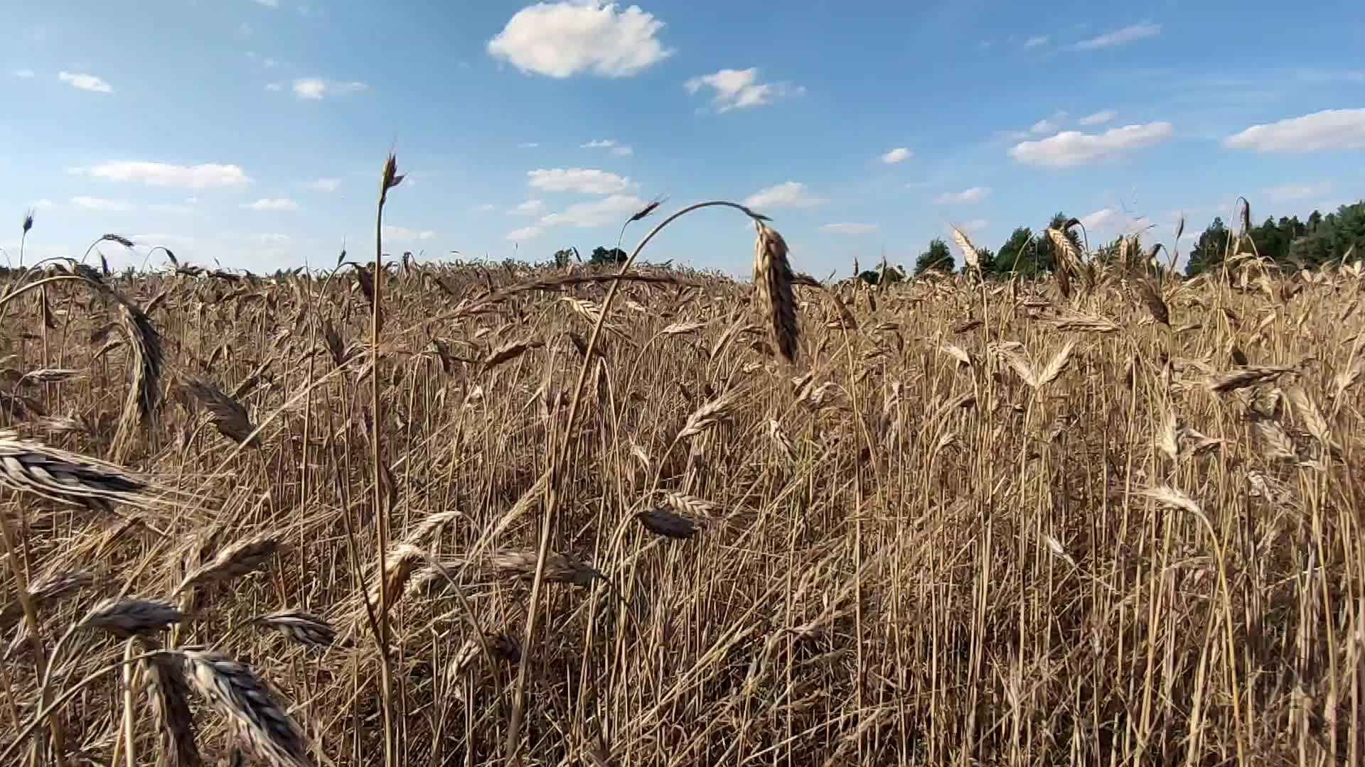 Daily life in Poland