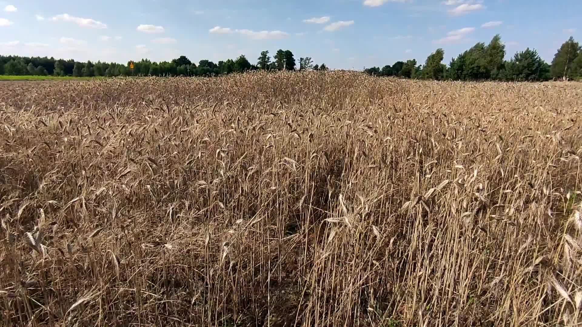 Daily life in Poland
