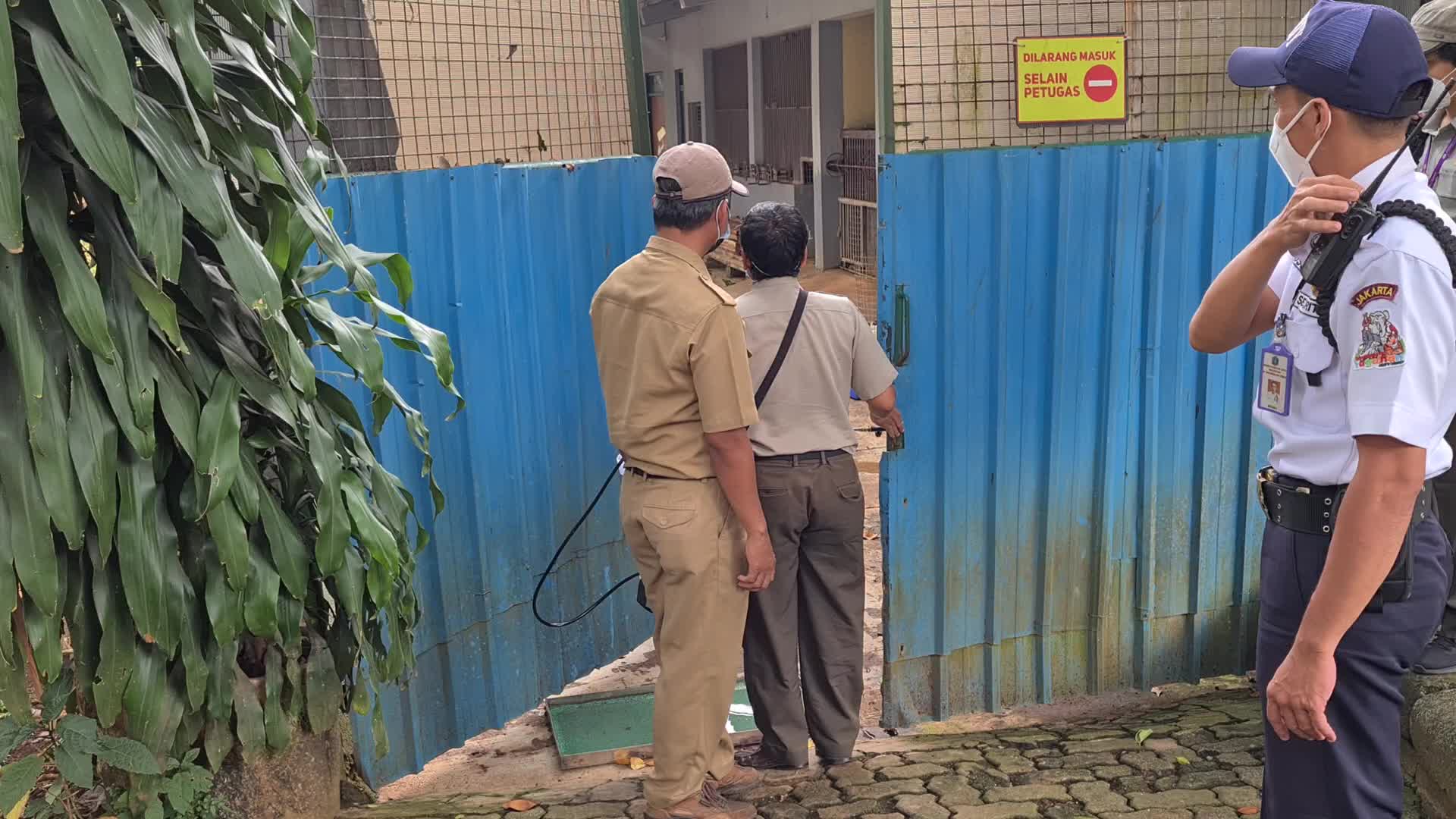 Swab test for two Sumatran tigers positive for Covid-19