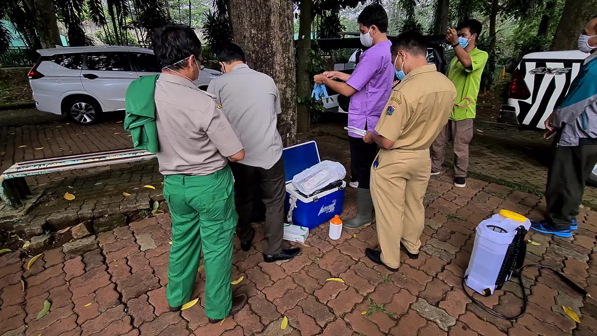 Swab test for two Sumatran tigers positive for Covid-19