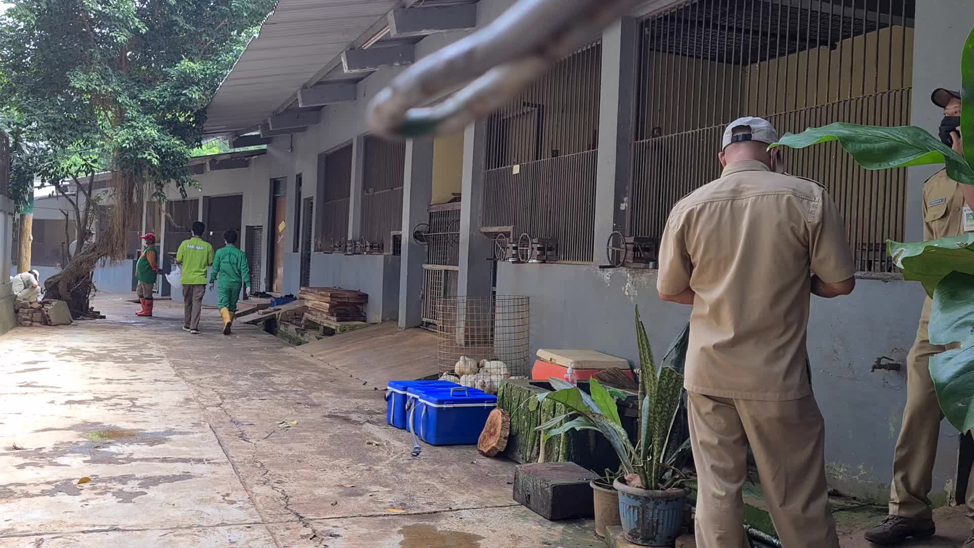Swab test for two Sumatran tigers positive for Covid-19