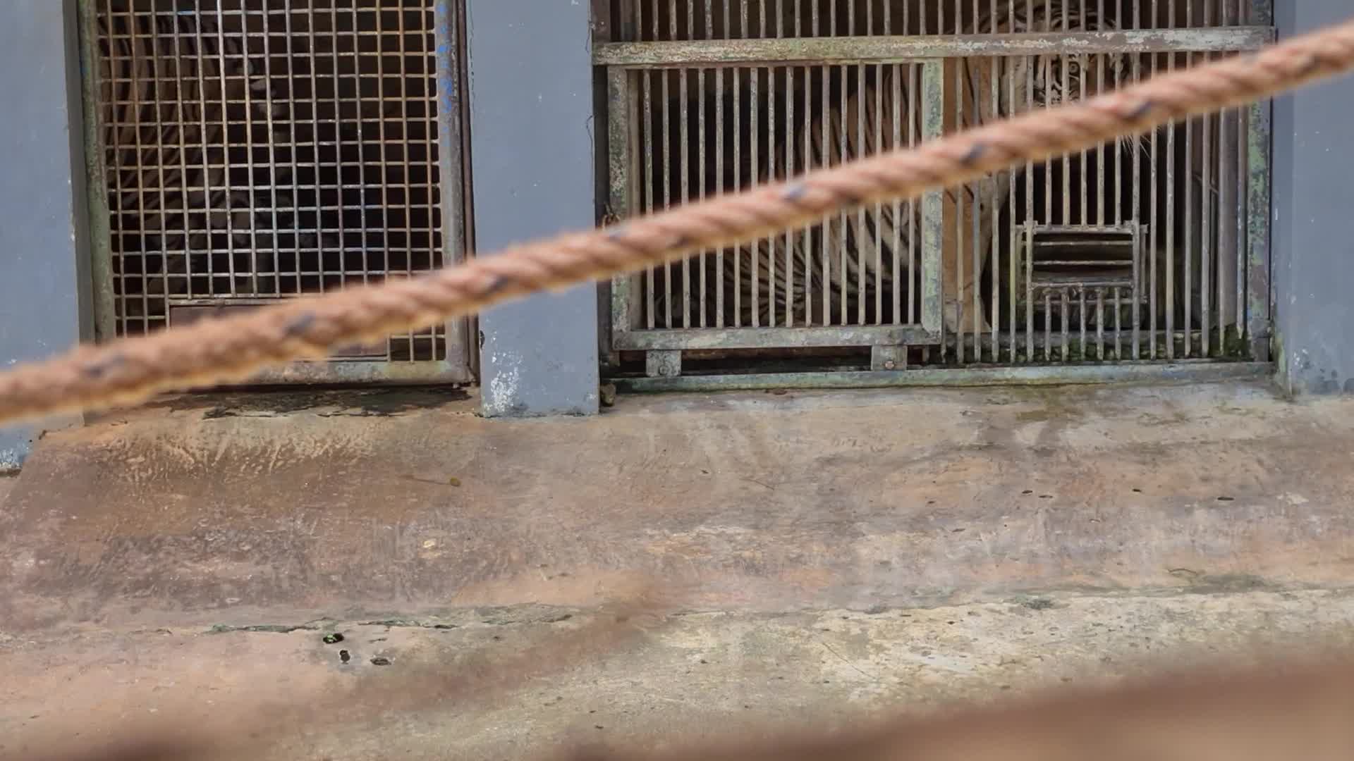 Swab test for two Sumatran tigers positive for Covid-19