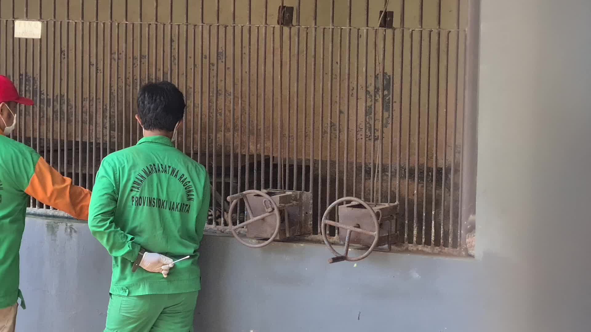 Swab test for two Sumatran tigers positive for Covid-19