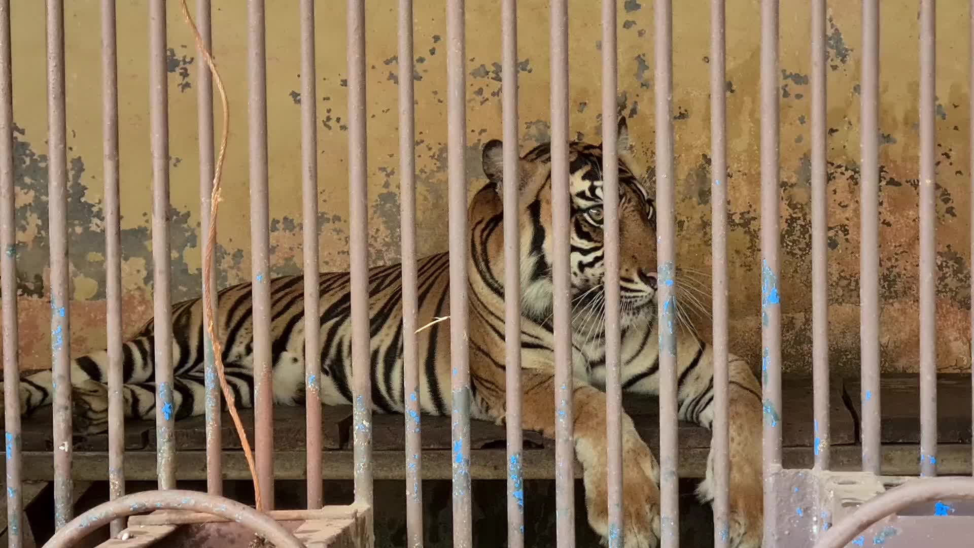 Swab test for two Sumatran tigers positive for Covid-19