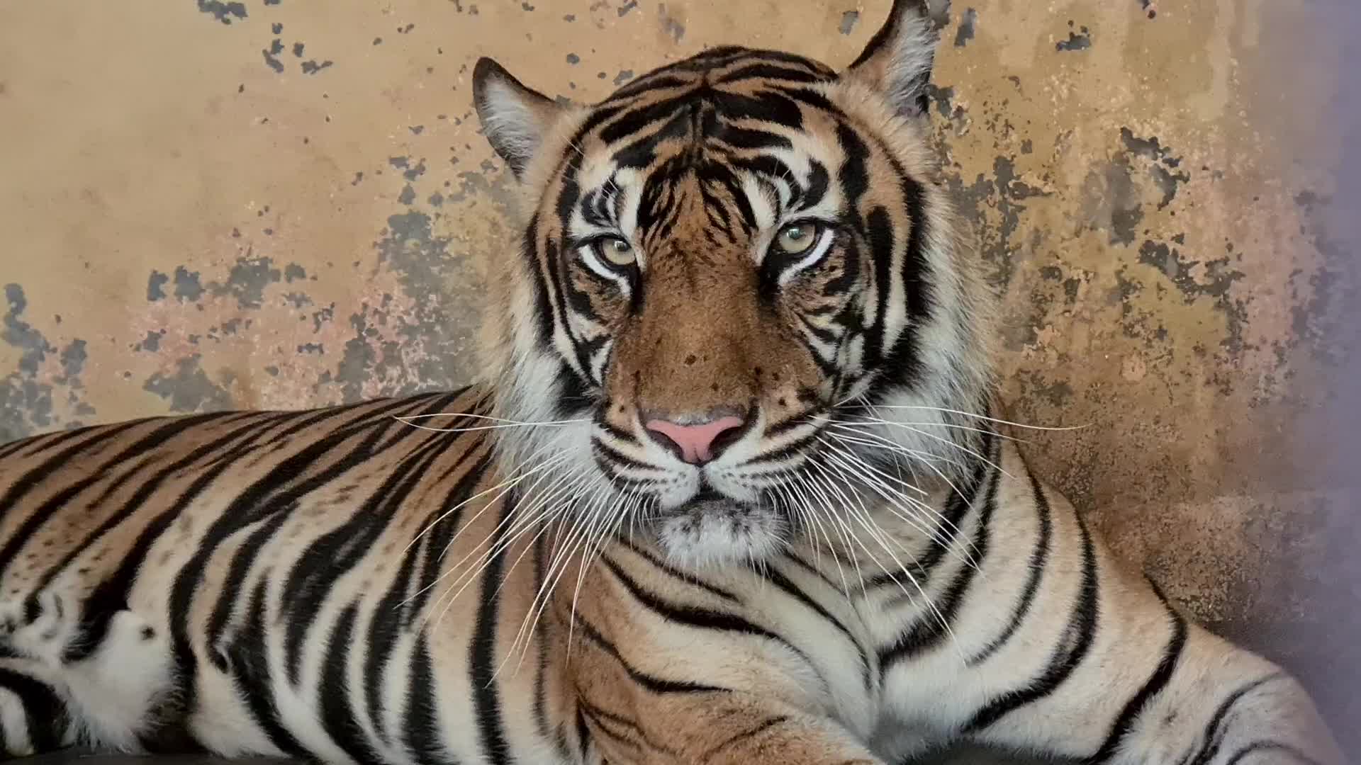 Swab test for two Sumatran tigers positive for Covid-19