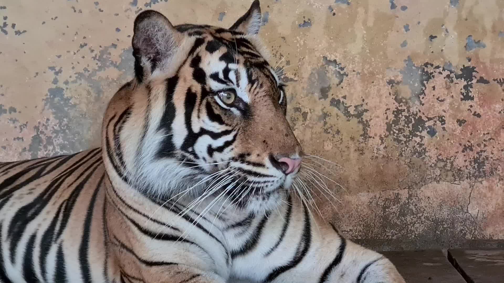 Swab test for two Sumatran tigers positive for Covid-19
