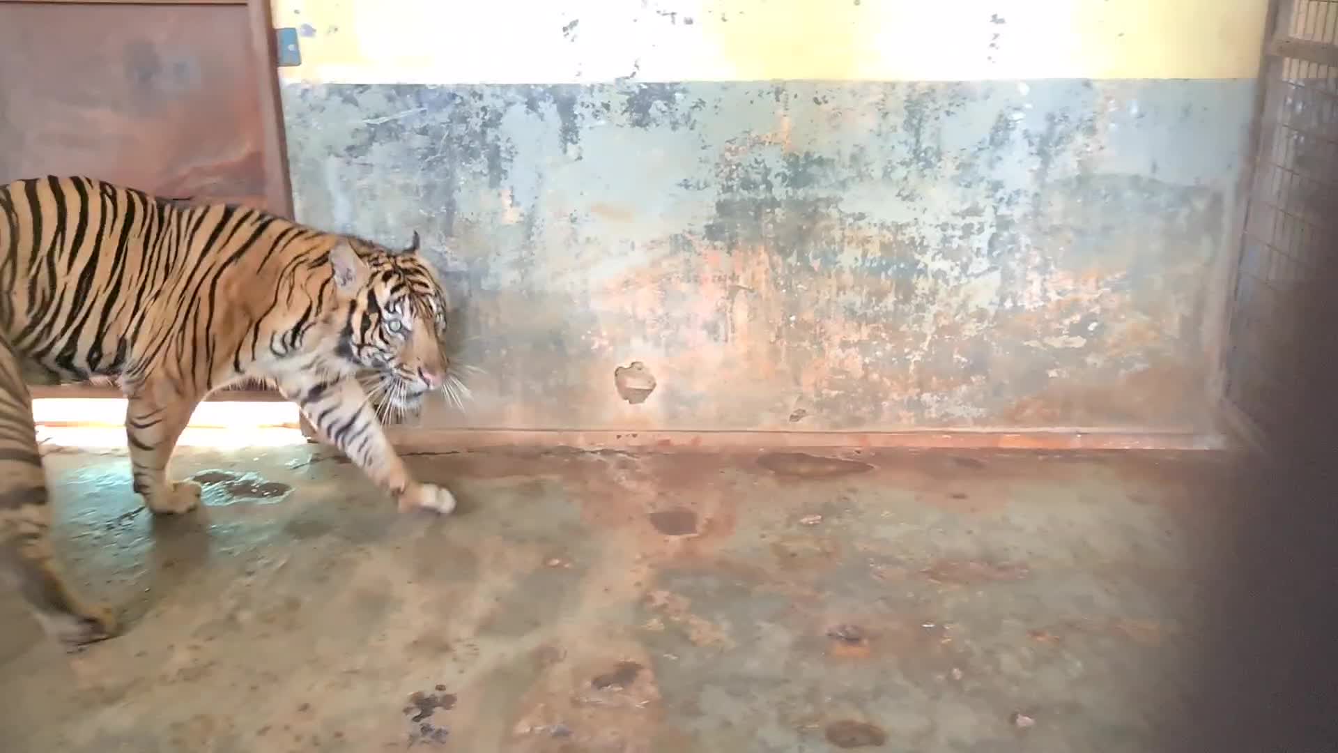 Swab test for two Sumatran tigers positive for Covid-19