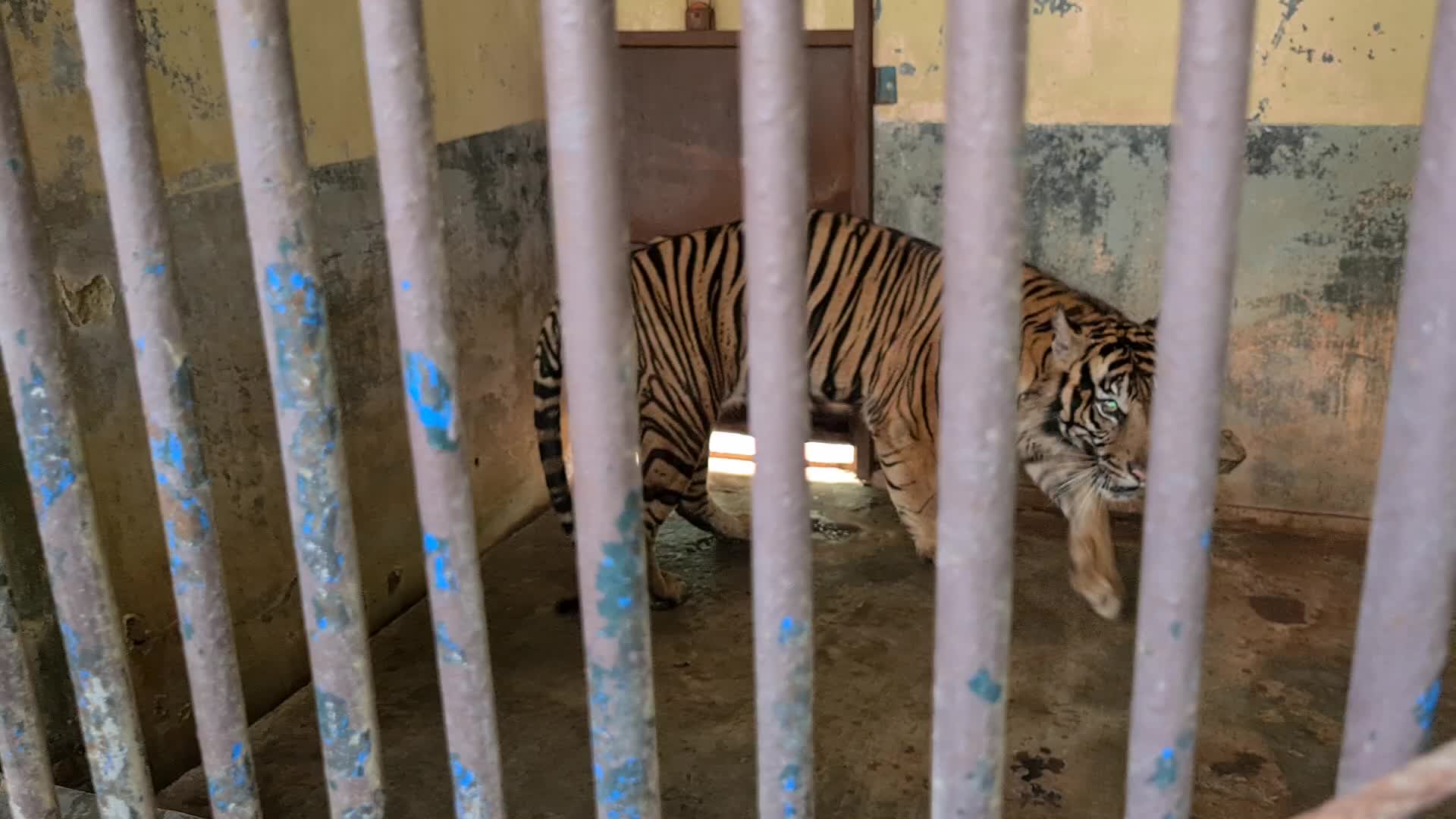 Swab test for two Sumatran tigers positive for Covid-19