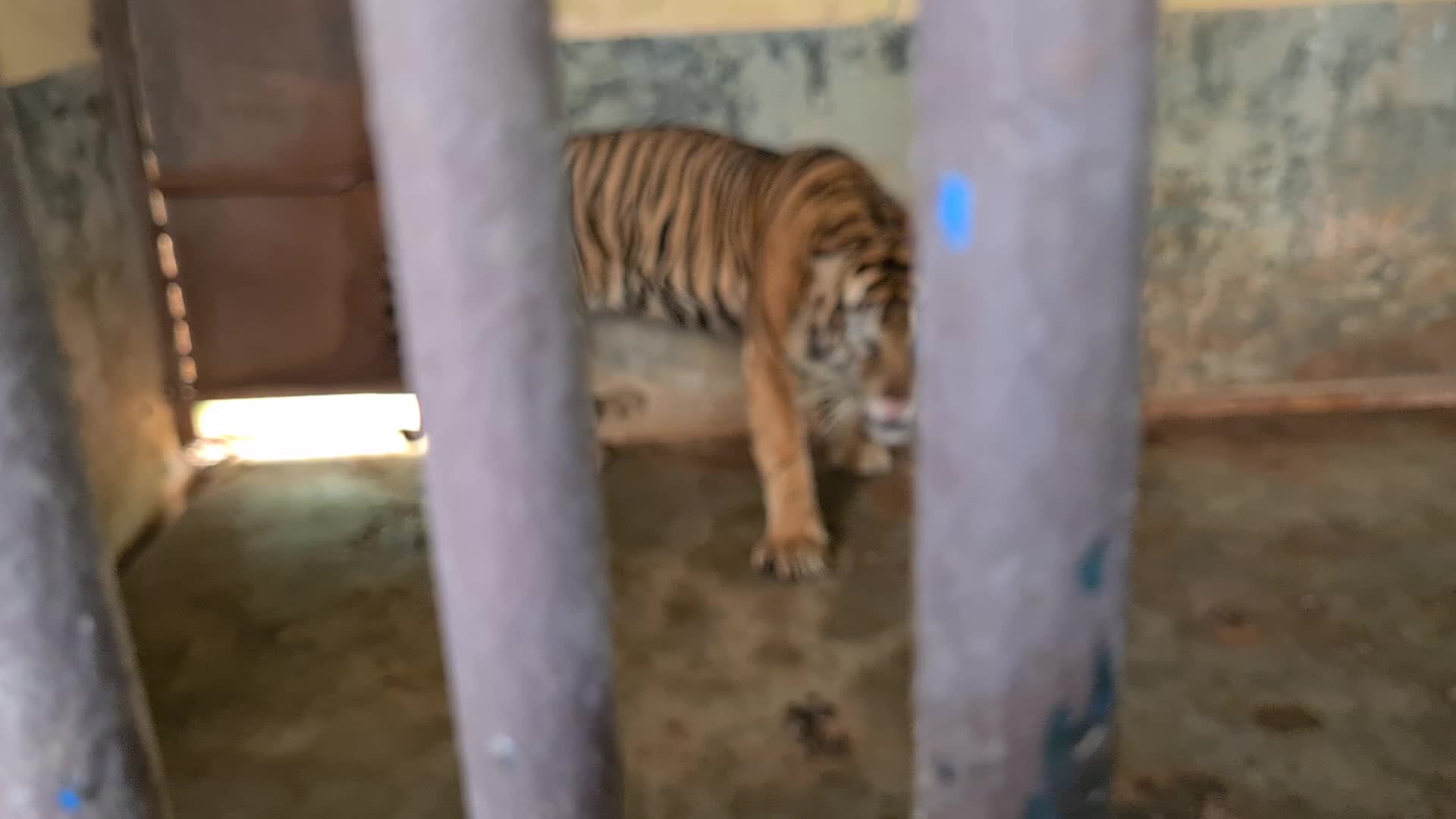 Swab test for two Sumatran tigers positive for Covid-19