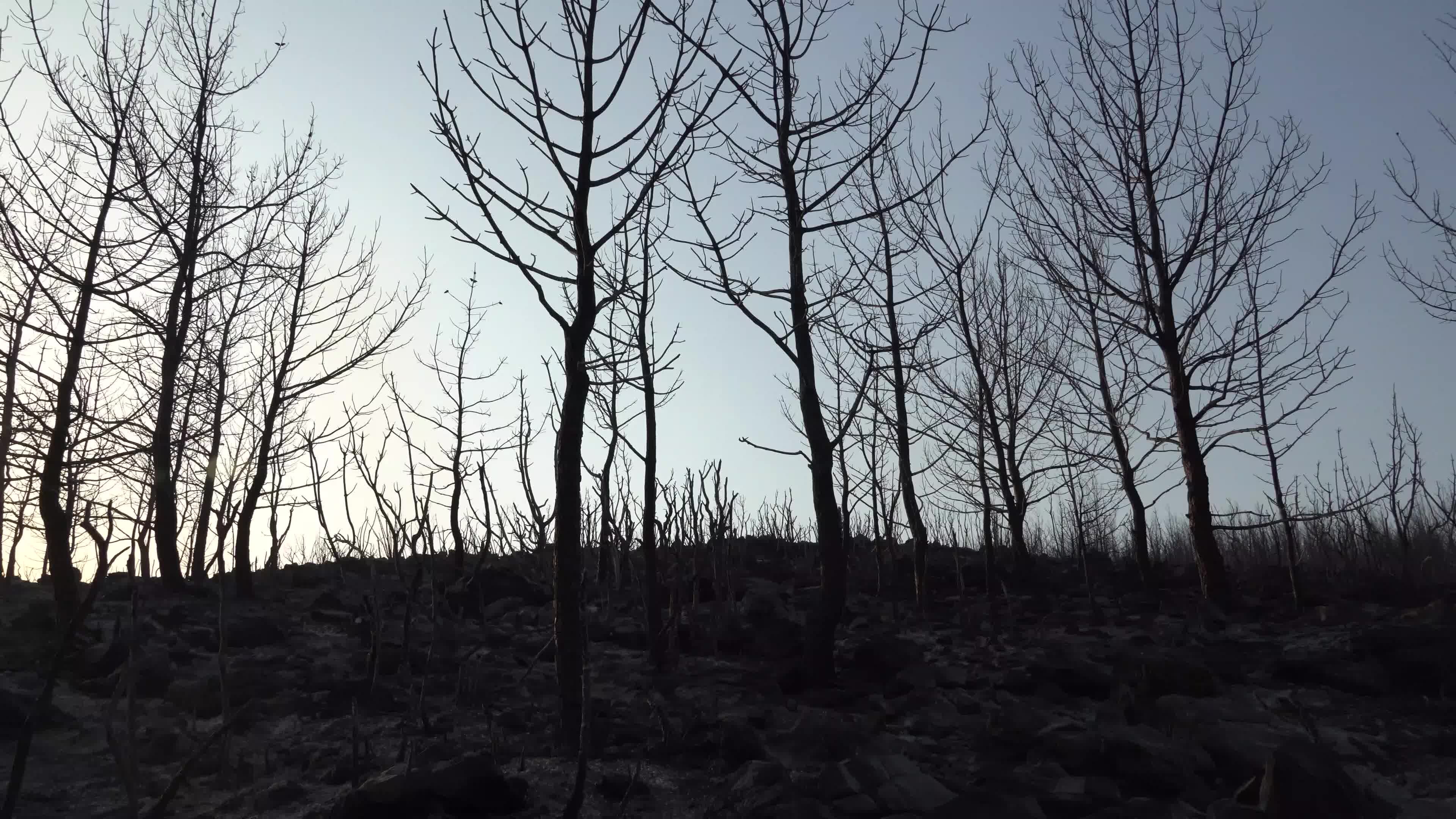 Turkey strives to put out wildfires