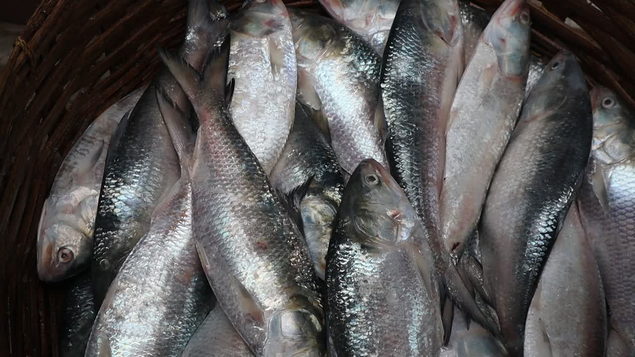 Hilsa fishing during the monsoon season in India
