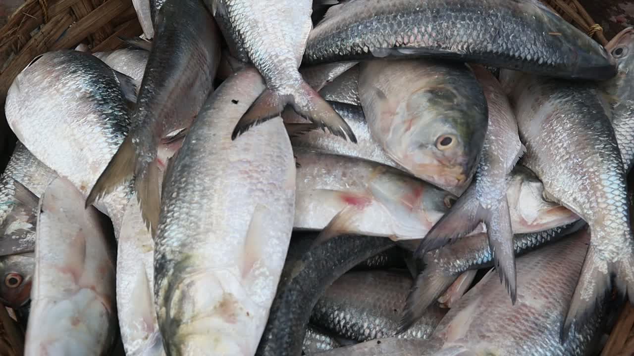 Hilsa fishing during the monsoon season in India