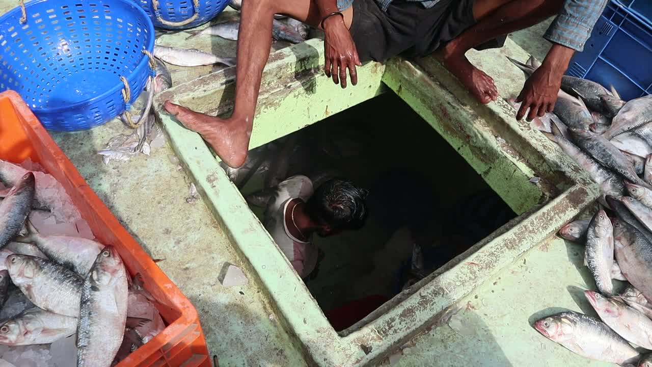 Hilsa fishing during the monsoon season in India