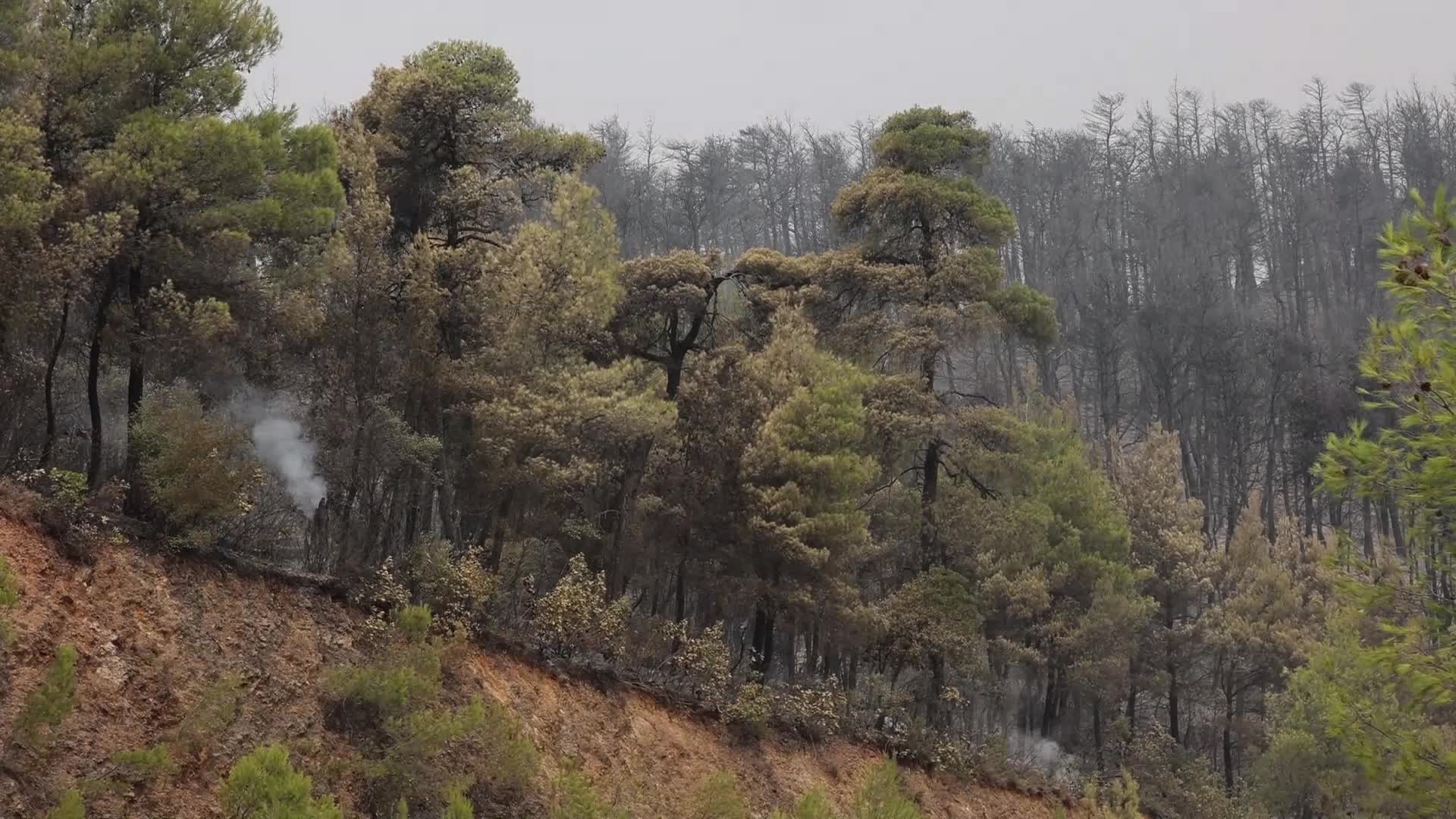 Wildfire in Evia, Greece