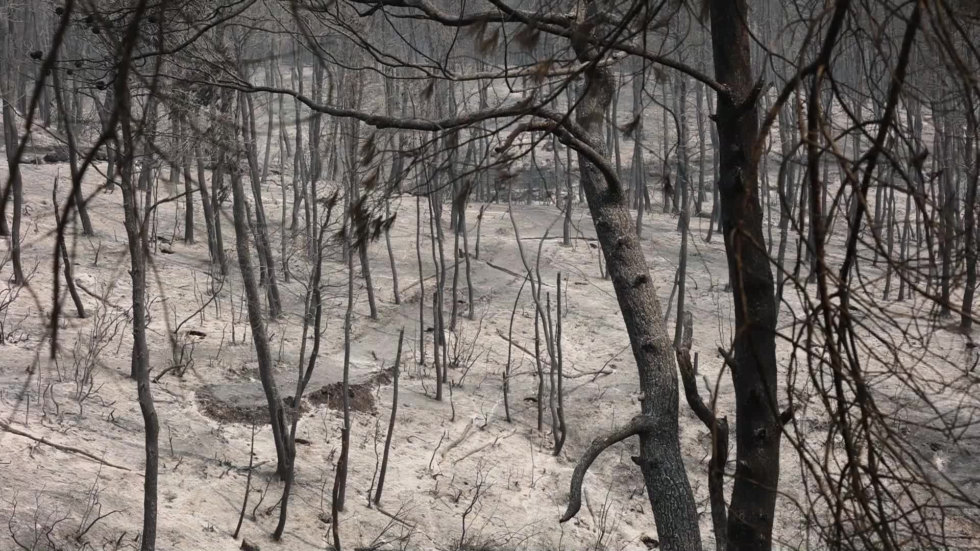 Wildfire in Evia, Greece