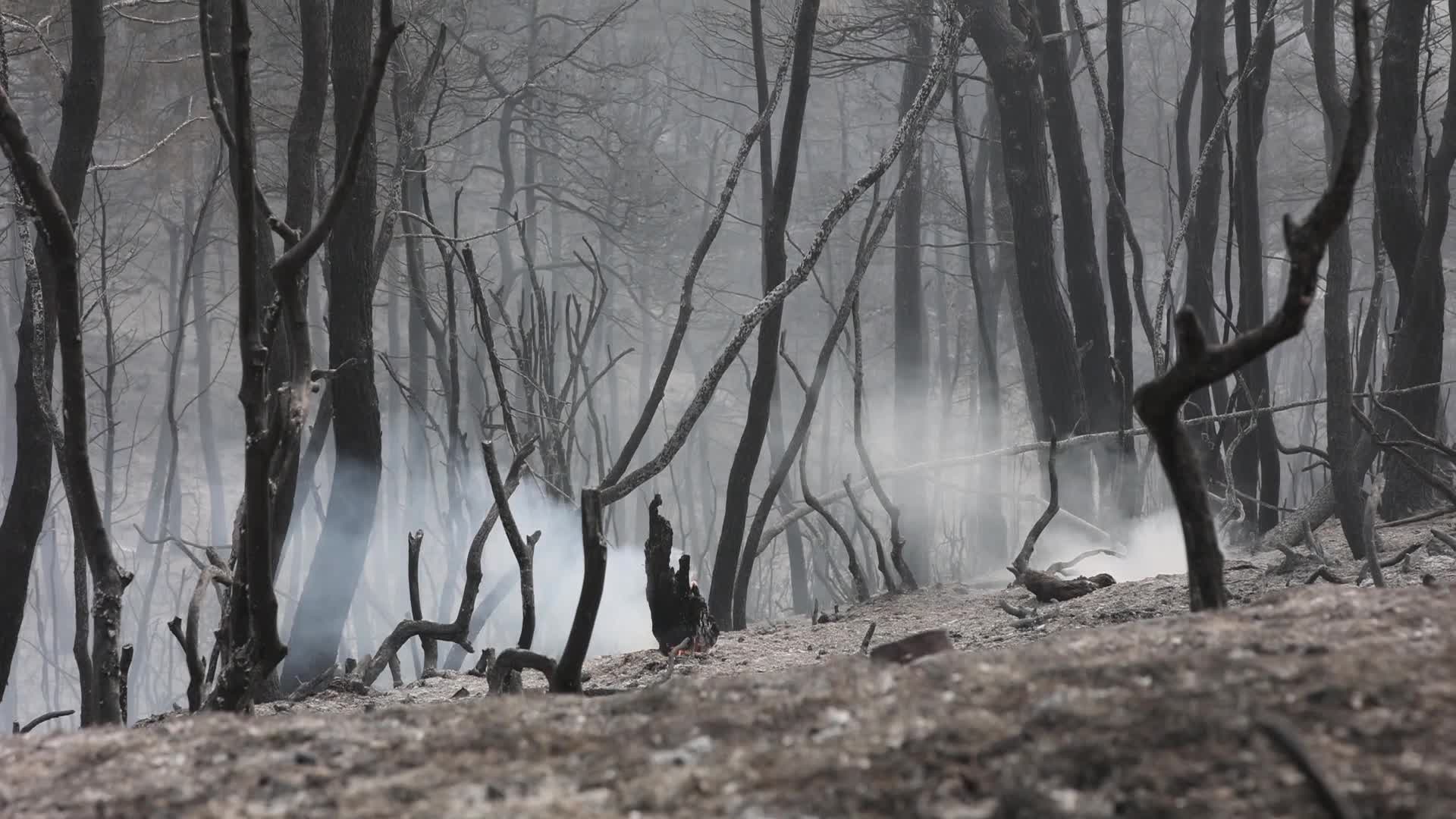Wildfire in Evia, Greece