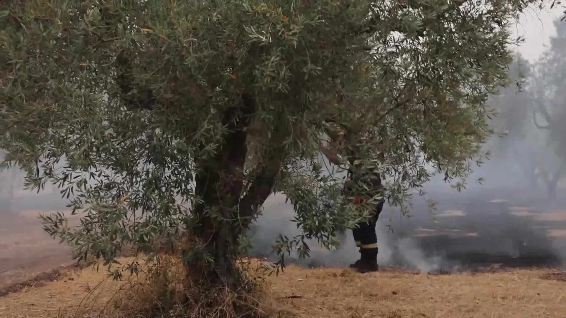 Wildfire in Evia, Greece