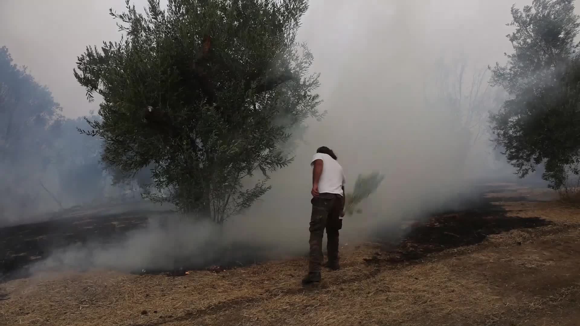 Wildfire in Evia, Greece