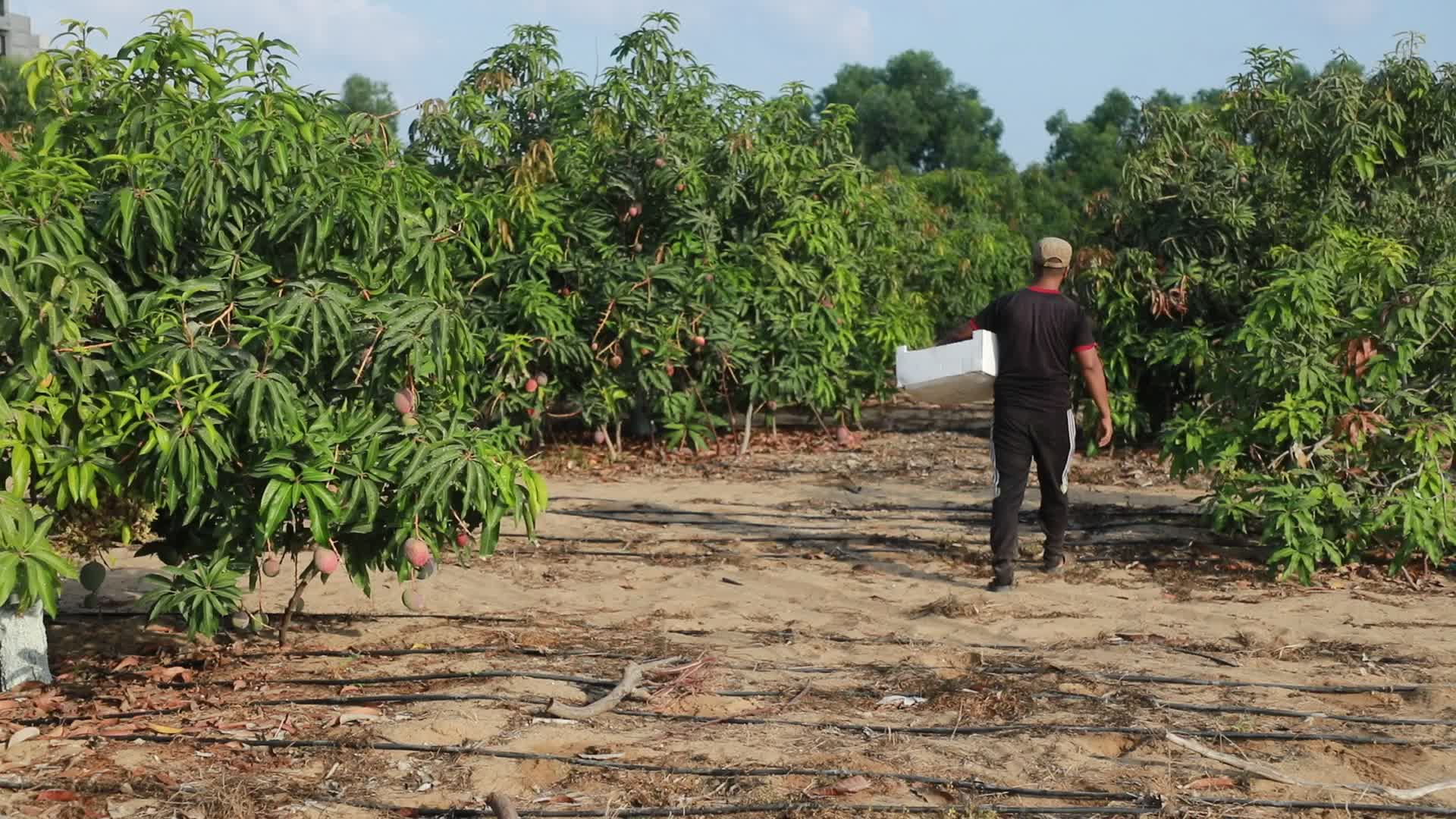 Mango harvesting in Gaza