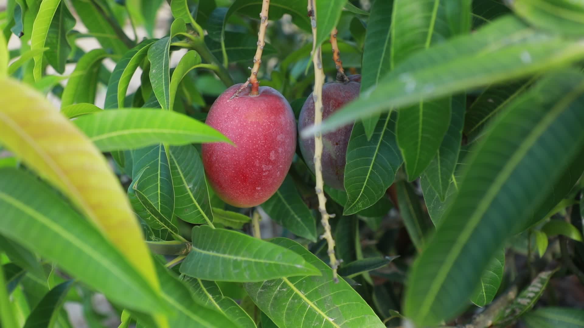 Mango harvesting in Gaza