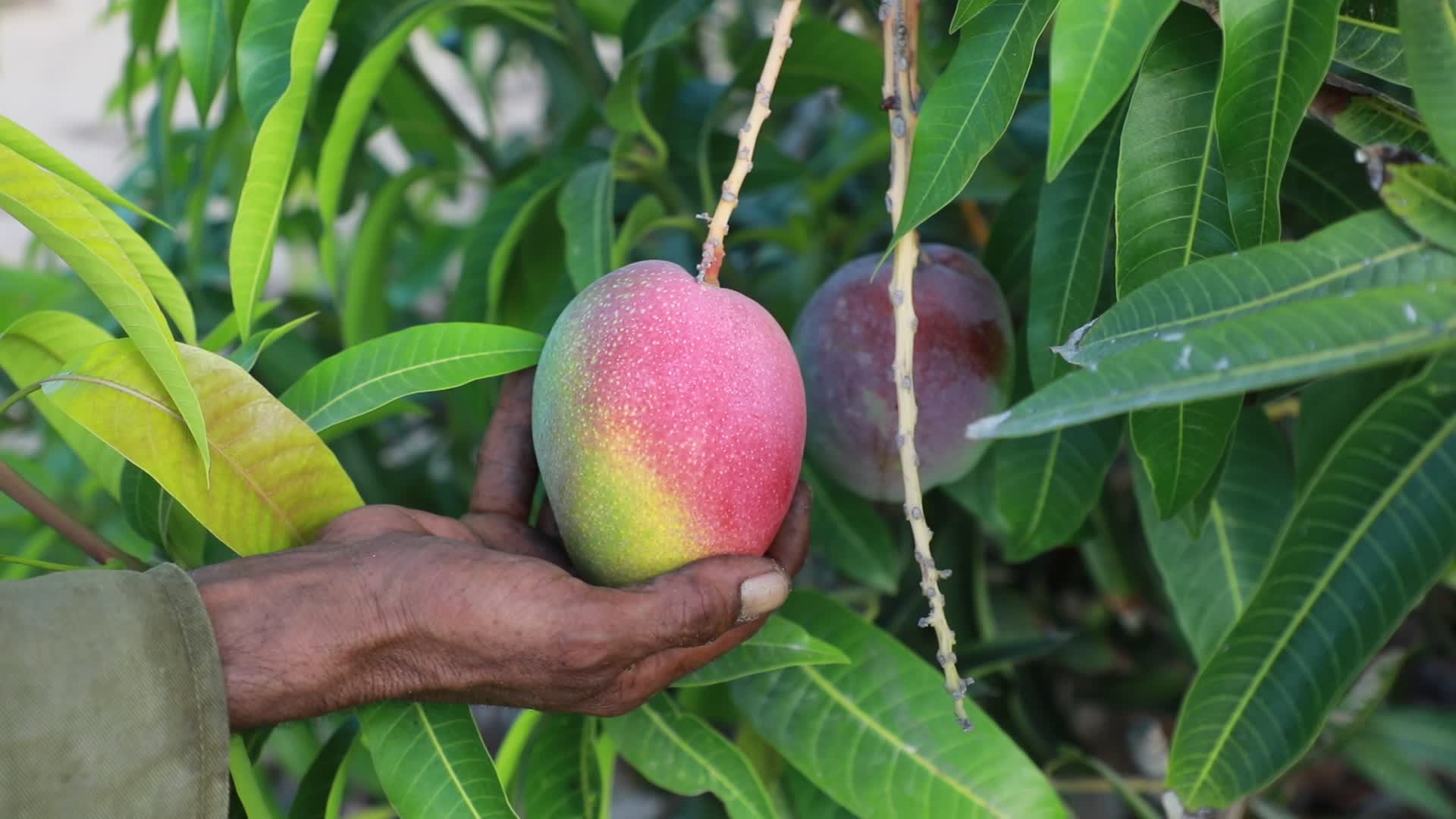 Mango harvesting in Gaza