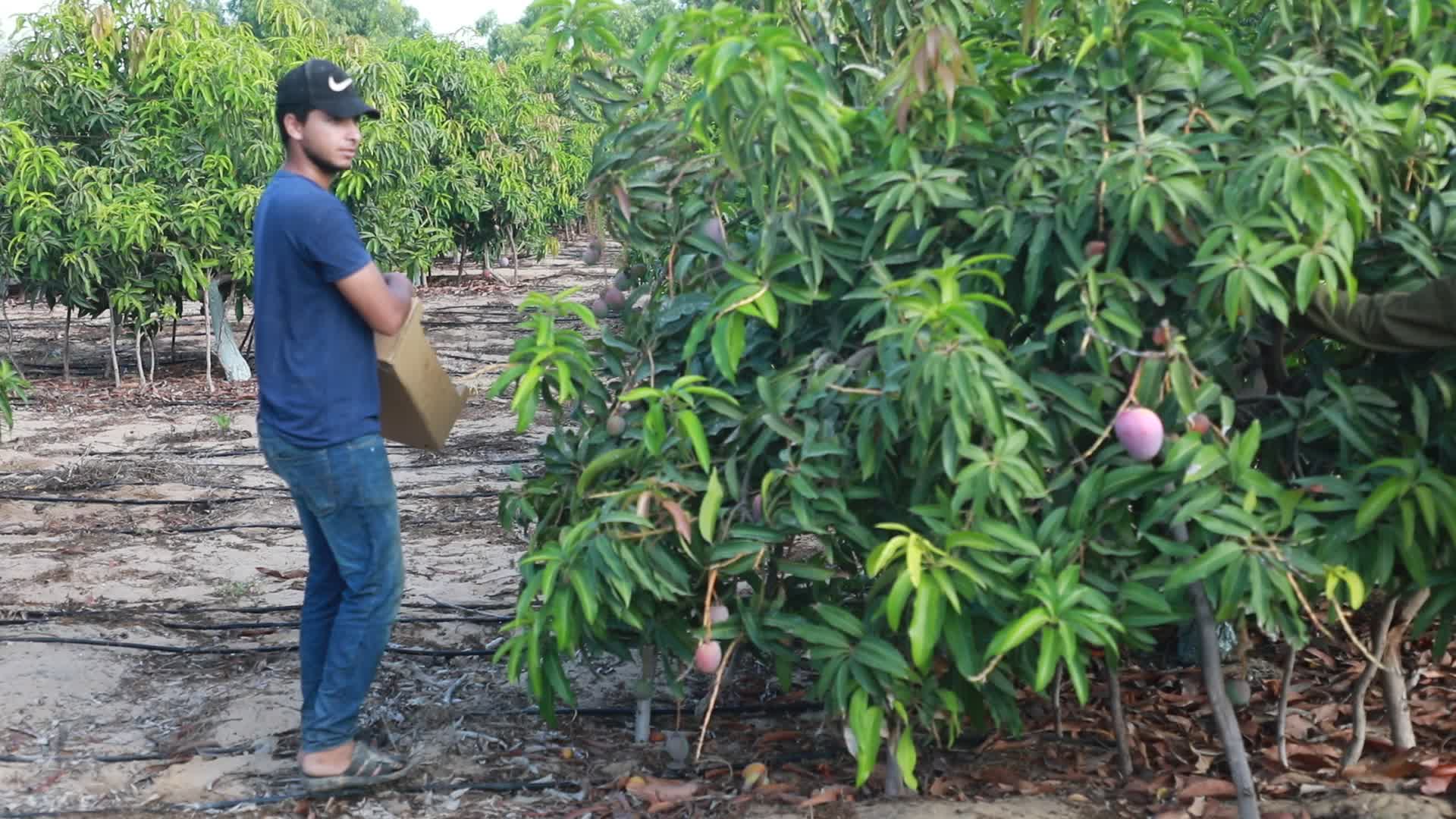 Mango harvesting in Gaza