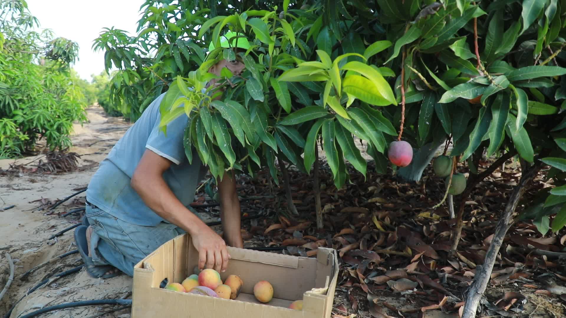 Mango harvesting in Gaza