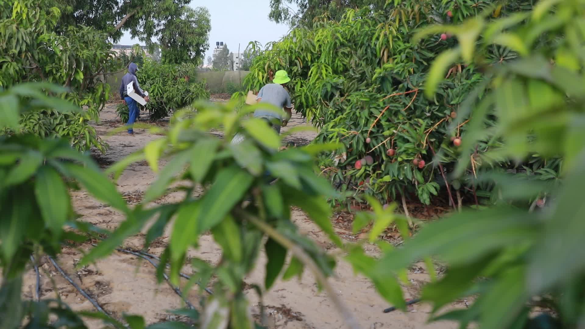 Mango harvesting in Gaza