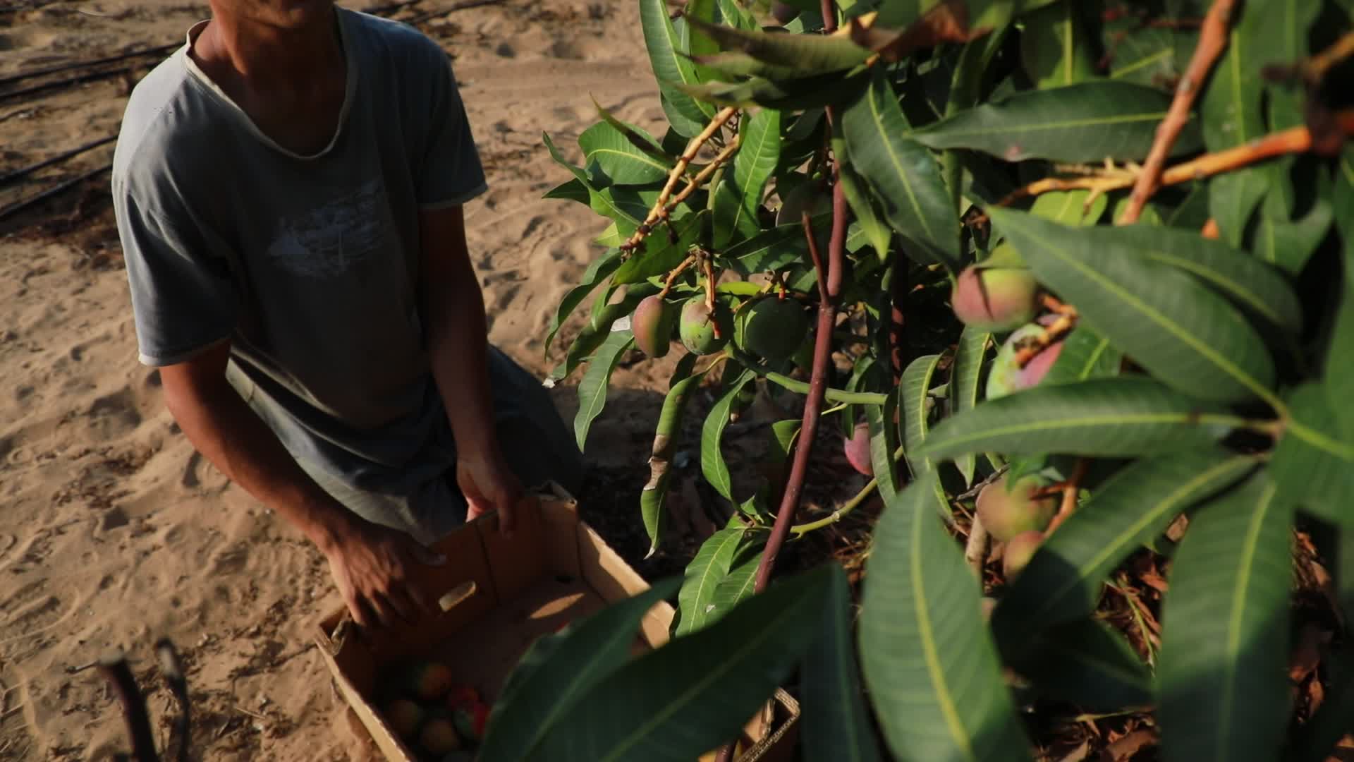 Mango harvesting in Gaza