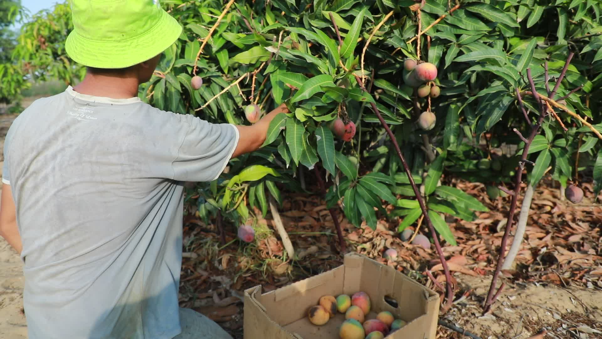 Mango harvesting in Gaza