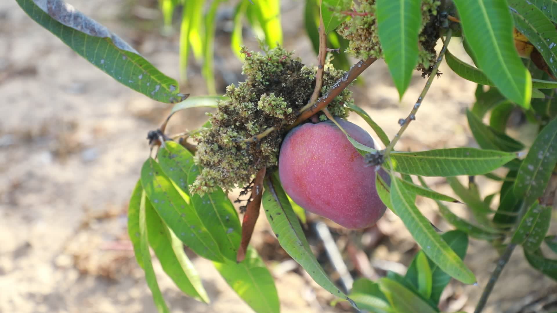 Mango harvesting in Gaza