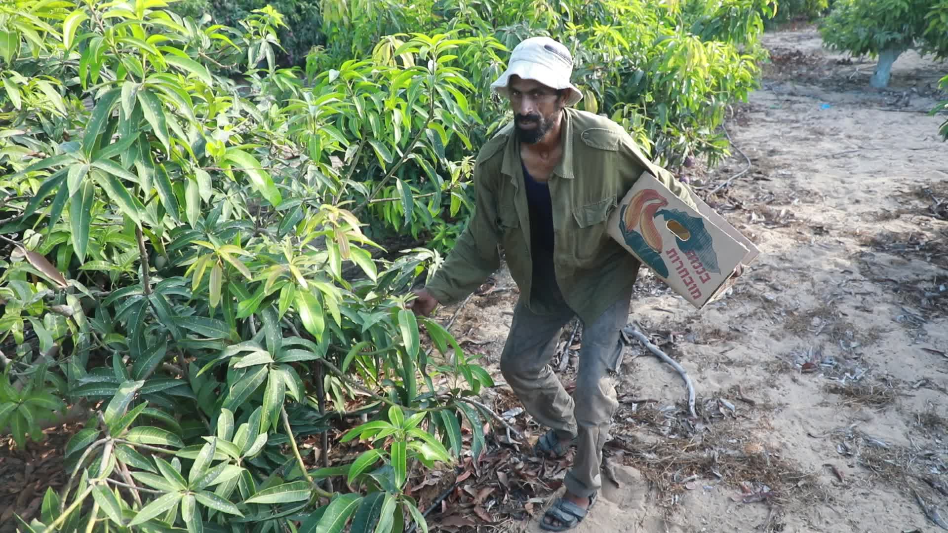 Mango harvesting in Gaza