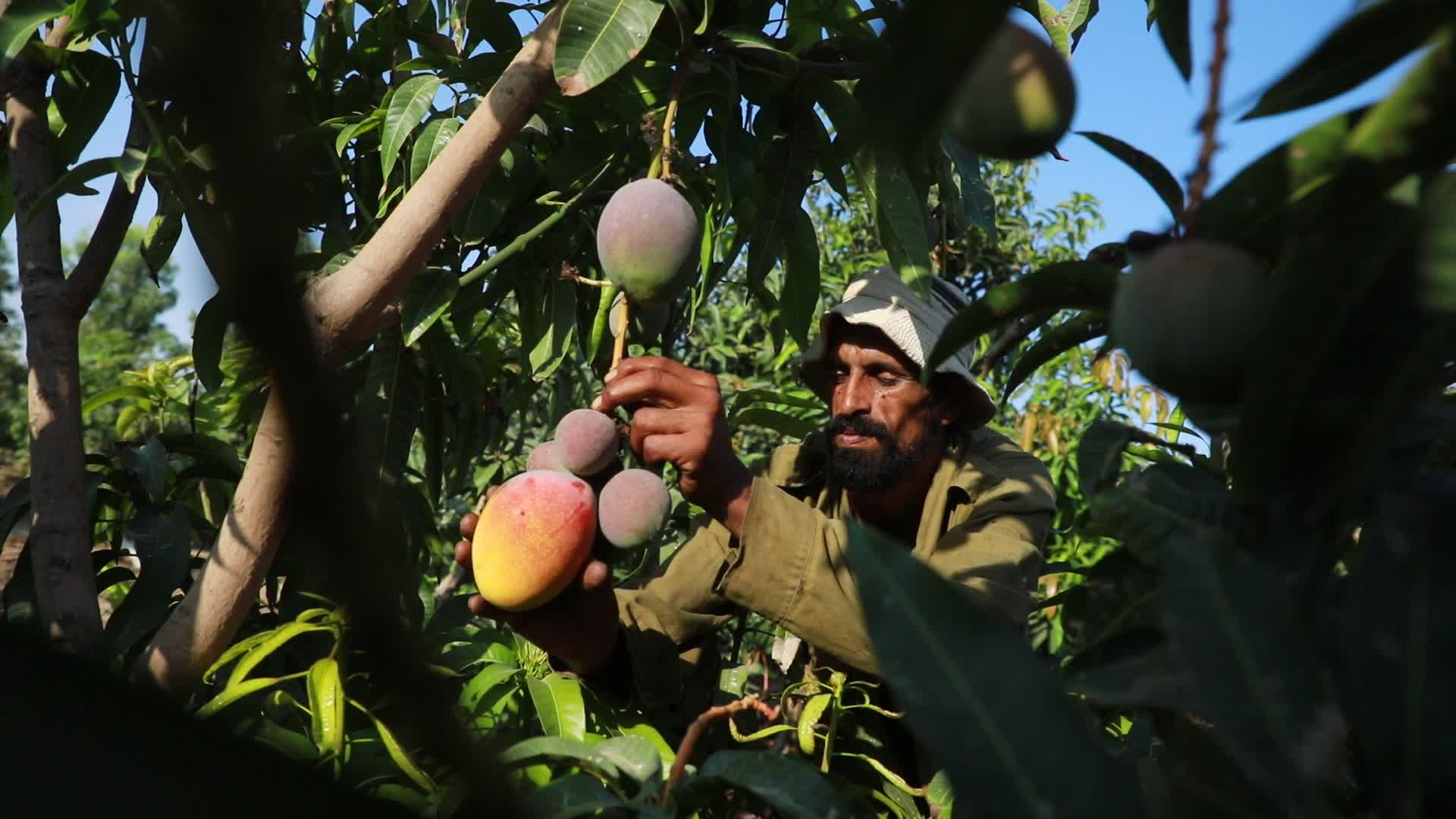 Mango harvesting in Gaza